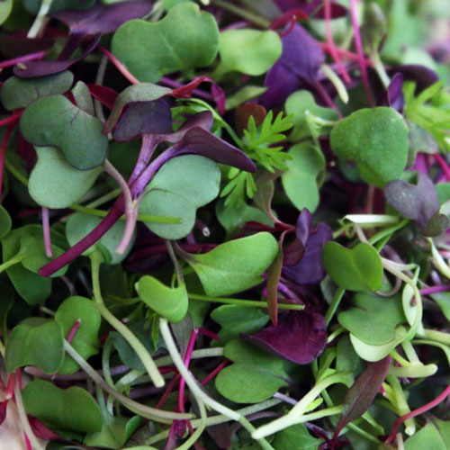 beet microgreens honeybee