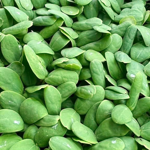 cantaloupe microgreens honeybees