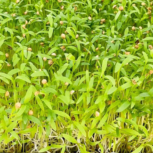 cilantro microgreens honeybees