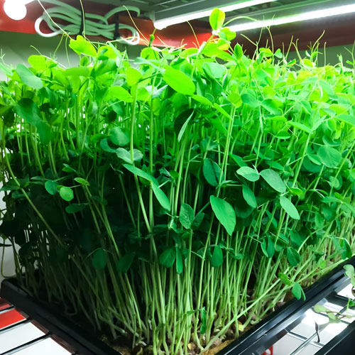 peas honeybee microgreens