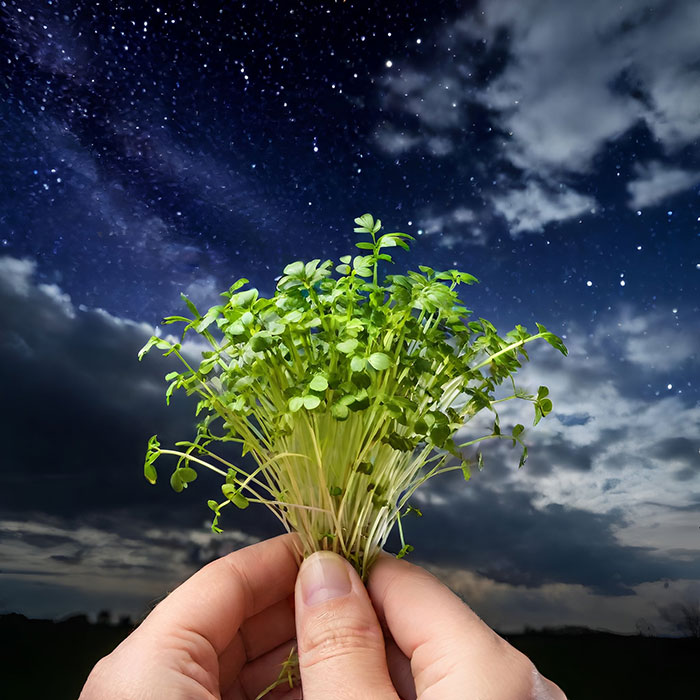 Brandy Maefield in waycross ga microgreens