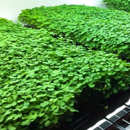 broccoli microgreens