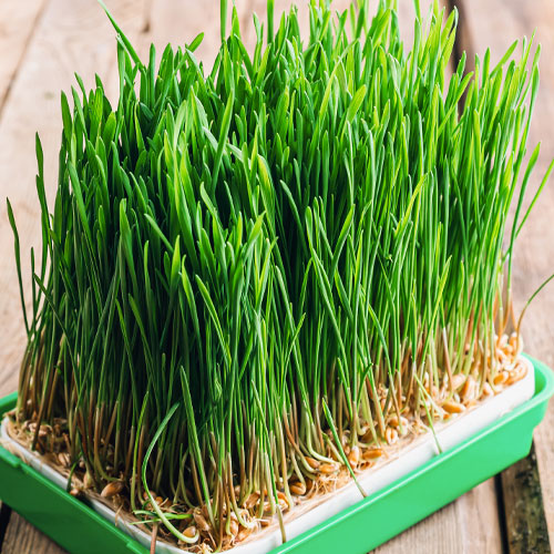 wheat grass microgreens honeybees